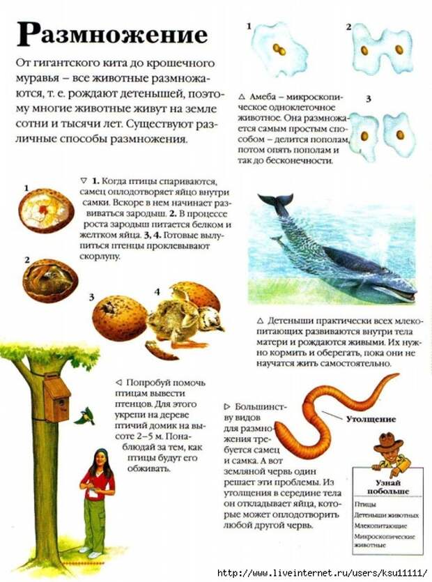 Entziklopedia dlya detei.Vse o jivotnih ot a do ya..page117 (519x700, 290Kb)