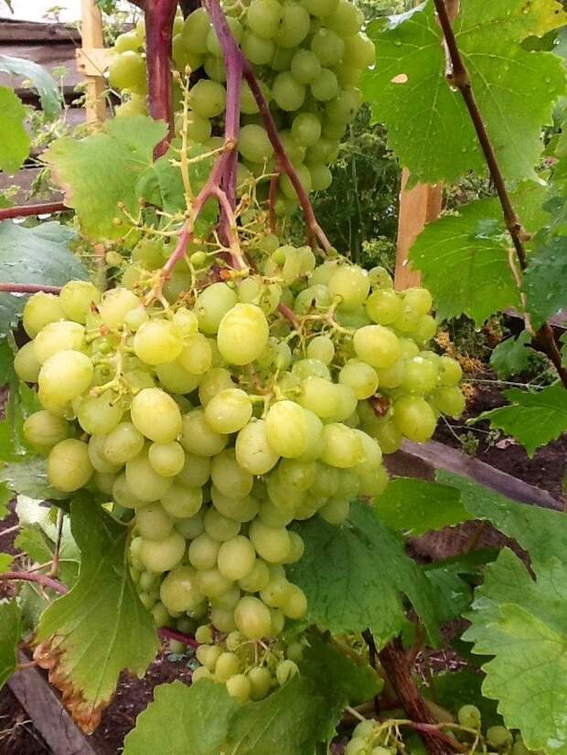 Виноград на нашем огороде