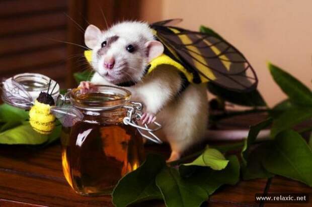 funny_animals_028