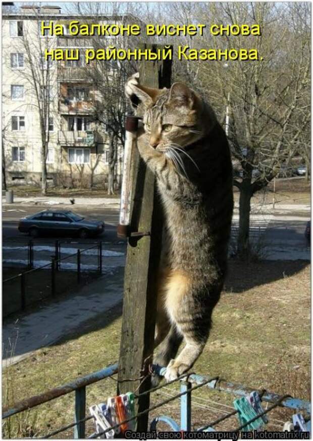 Котоматрица на Бугаге (30 фото)