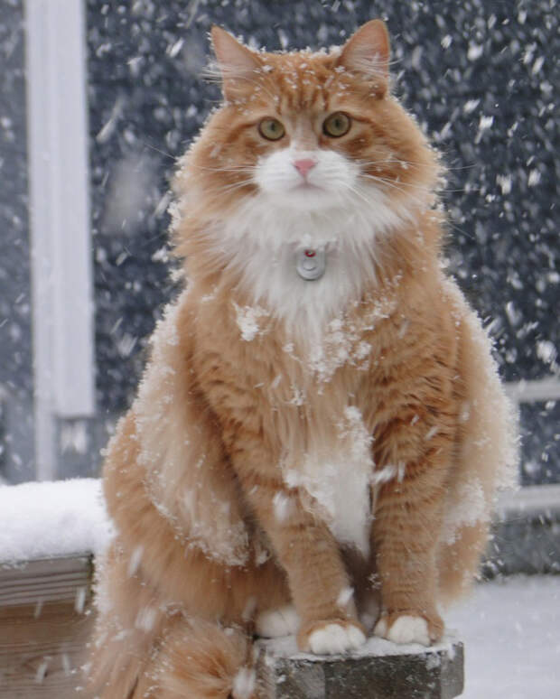 животные которые готовы к зиме