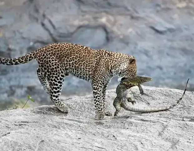 Из жизни животных - Жизнь - театр - Медиаплатформа МирТесен