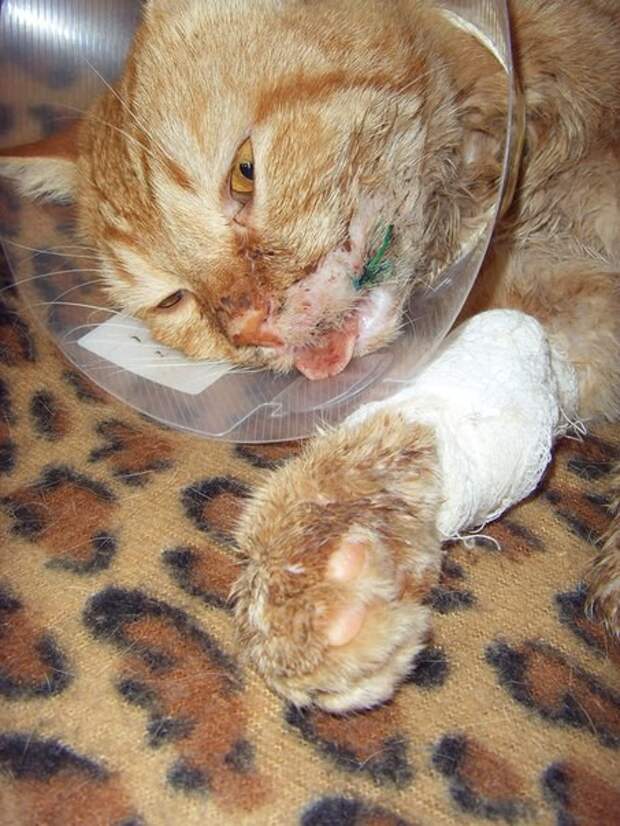 Три года назад я подобрала кота после какой-то жуткой травмы добро, животные