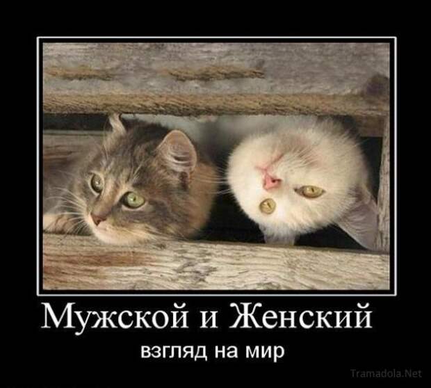 Подборка Демотиваторов №60