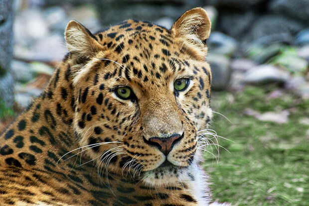 В Ялтинском зоопарке "Сказка" родился амурский леопард Сафари парк "Тайган" в Белогорске, Крым