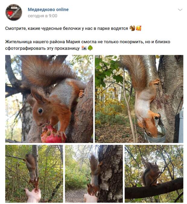 Фото дня: белки в Медведкове стали почти ручными