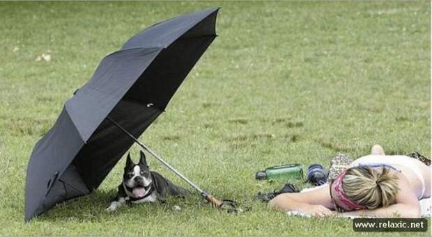 funny_animals_001