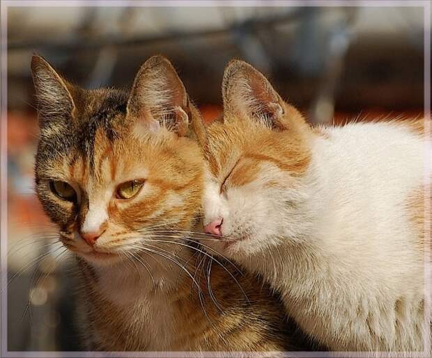Cats Photos / Digital Art Gallery