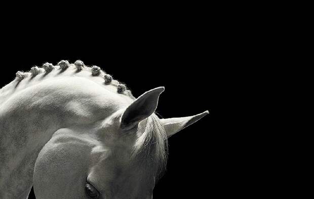 Tim Flac Грация прекрасных лошадей в фотопроекте Equus