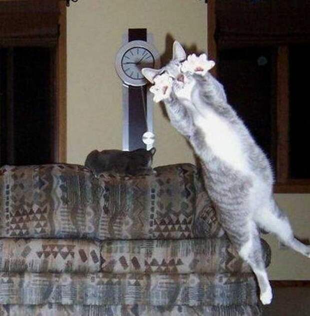 lolcats07 100 лучших фотографий кошек всех времен и народов