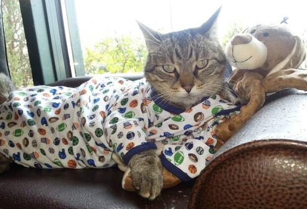 стильные кошки, кошки в модной одежде, модные коты