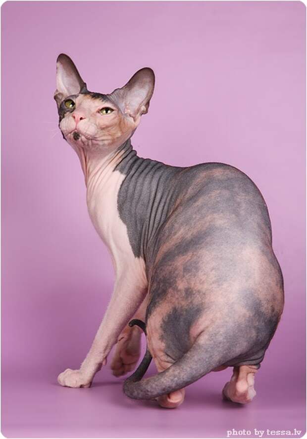 Донской сфинкс