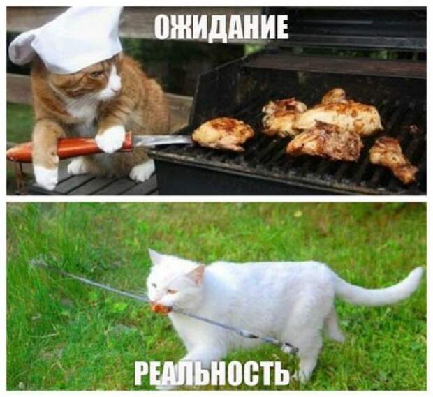 Поездка на шашлыки: ожидания vs. реальность (12 фото) Поездка на шашлыки: ожидания vs. реальность (12 фото)