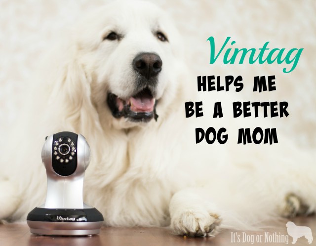Are you worried about your dog during the day or simply curious as to how they spend their time? Click through to read why we prefer a Vimtag camera to keep track of our furbabies!