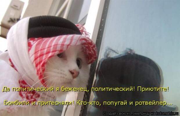 Лучшие котоматрицы недели (50 фото)