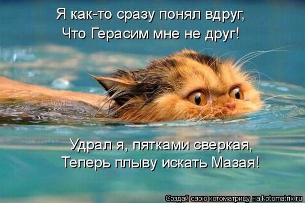 Лучшие котоматрицы недели