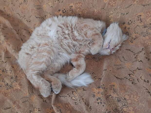 История одного кота История одного кота