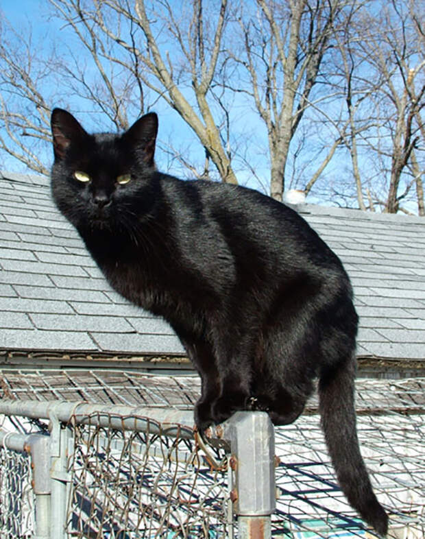 Черные коты.