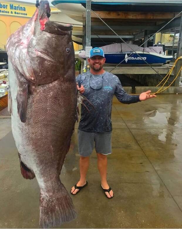 Американцу попался шикарный улов - морской окунь весом 158 кг