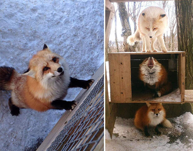 Самое мимимишное место на земле — японская деревня лис