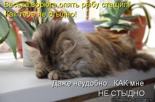 Отличная котоматрица для поднятия настроения (40 фото)