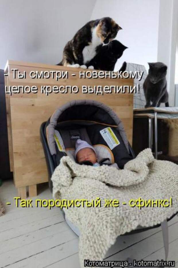 Котоматрицы (картинки с надписями)