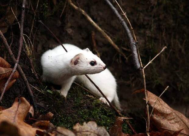 Ласка в зимнем наряде (Mustela nivalis), фото хищники фотография