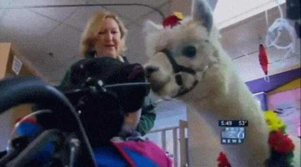 Therapy llamas