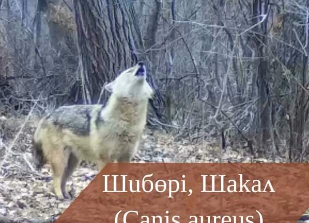 Шакалы попали в фотоловушку в Чарынском нацпарке