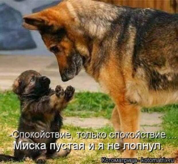 Животные мысли вслух Животные мысли вслух
