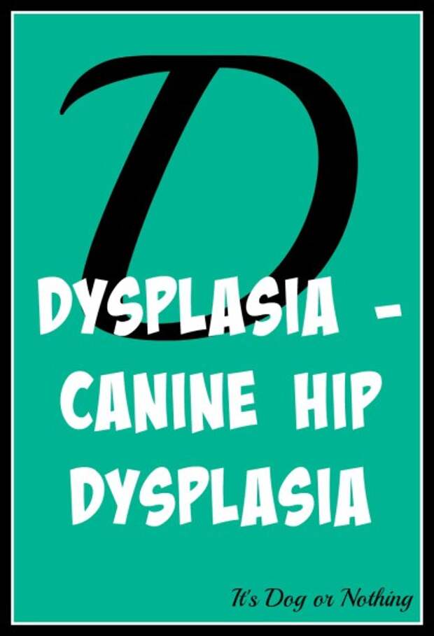 When it comes to giant breed health and nutrition, there's a lot that goes into raising a happy, healthy dog. We're going from A to Z talking about giant breed specific needs!
