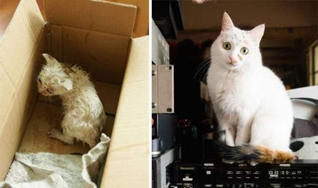 Подборка фотографий спасенных кошек Подборка фотографий спасенных кошек животные, коты