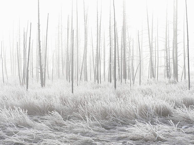 Frosty morning along Tangled Creek. Lower Geyser Basin, Yellowstone National Park