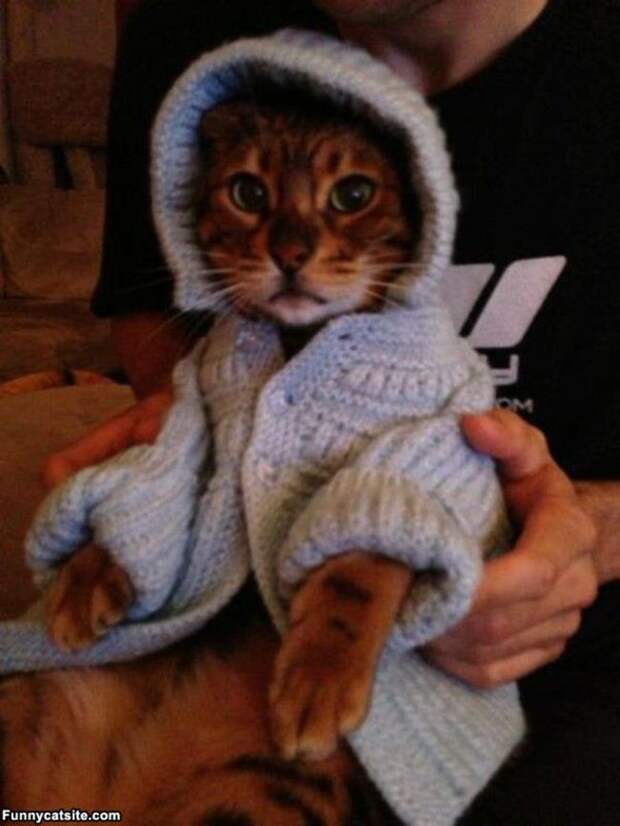 кошка в кардигане