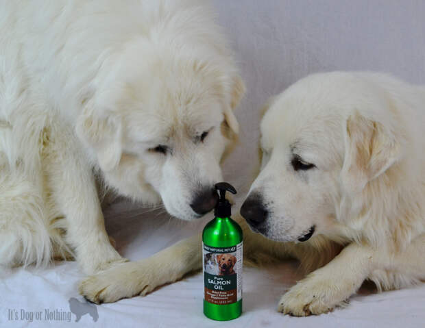 Salmon oil has many benefits for dogs. Only Natural Pet has a high quality affordable option to improve your dog's health.