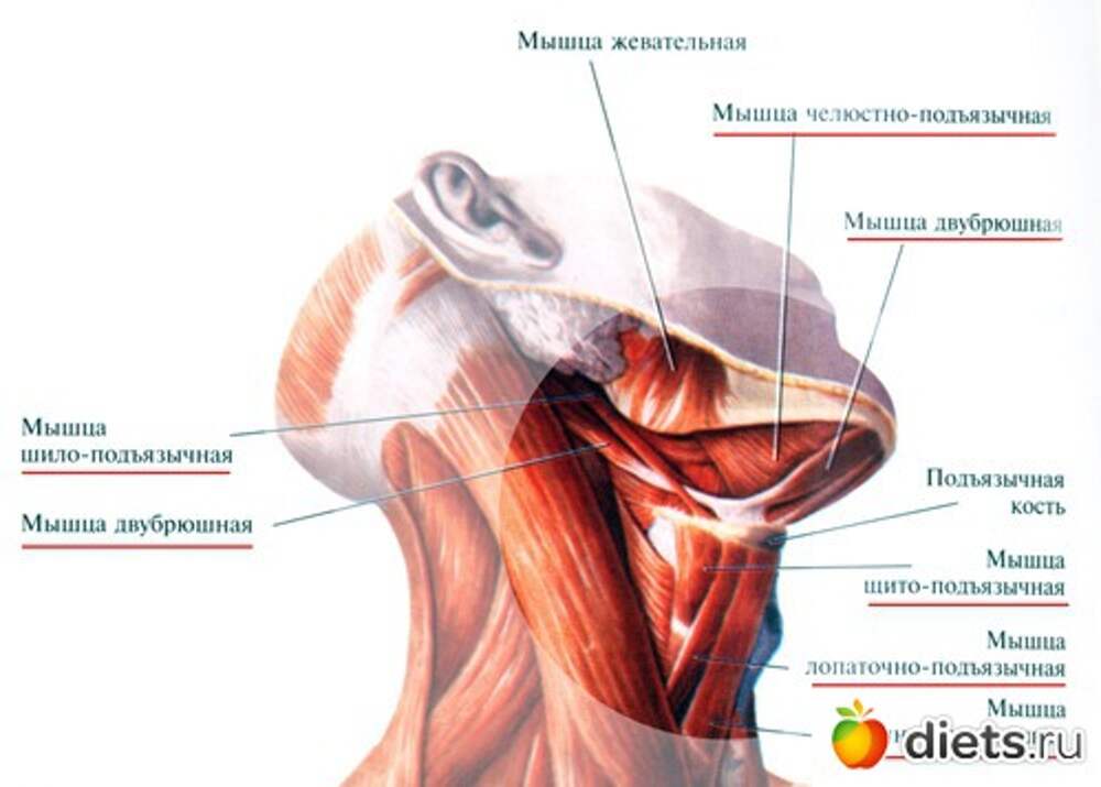 Подъязычная мышца. Подбородочно подъязычная мышца. Подбородочно подъязычная мышца анатомия. Подбородочно подъязычная мышца атлас. Подбородочно подъязычная мышца шеи.