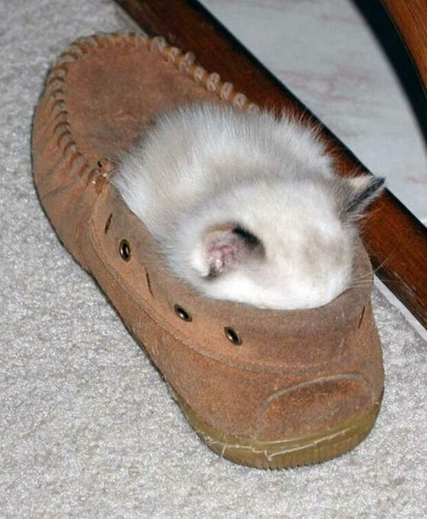 животное спит 