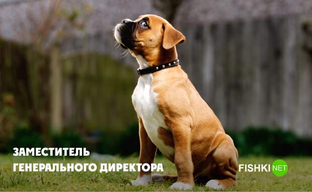 Слишком активный животные, юмор