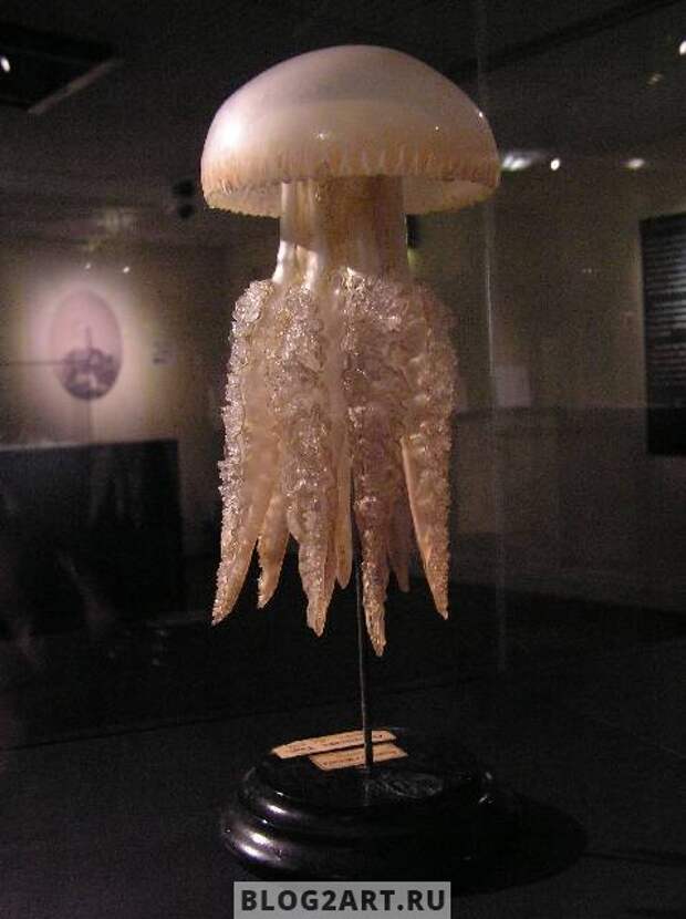 JellyFish003