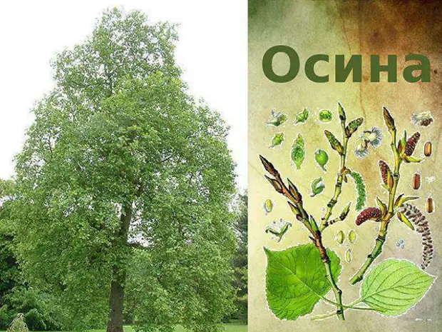 особенности осины