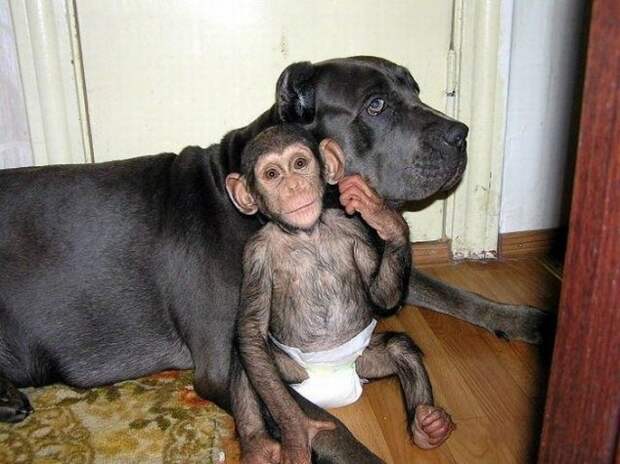 собака усыновила обезьяну