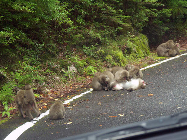 Япония, Якусима, остров, якушима, yakushima, японские макаки, обезьяны, дорога