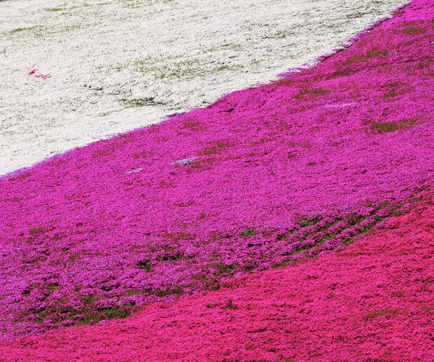 Холм Shibazakura цветение флоксов 10 (700x585, 347Kb)