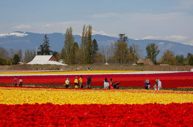 Фестиваль цветущих тюльпанов Skagit Valley Tulip Festival в Вашингтоне