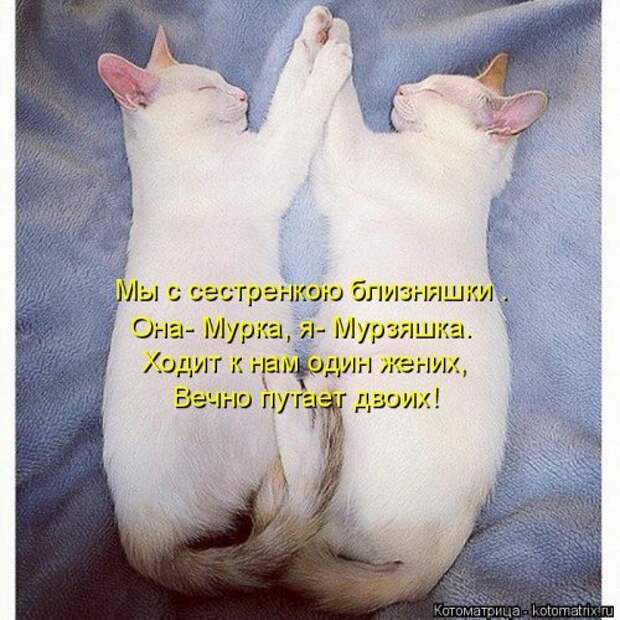 Свежая котоматрица (36 фото)