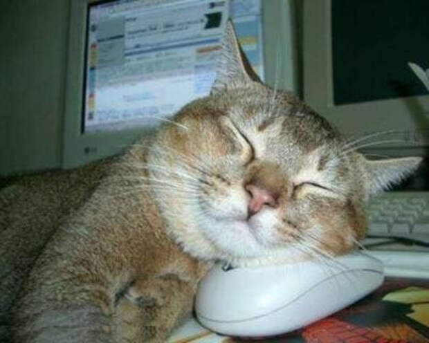4427311_computercat (400x320, 31Kb)