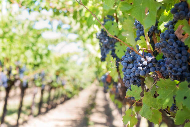 Виноделы Кубани успешно заменяют импортную продукцию
