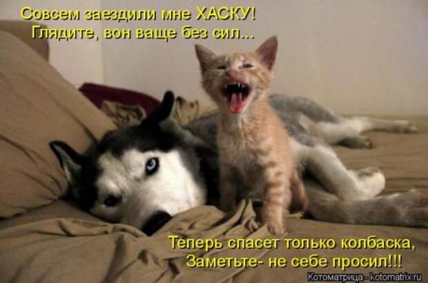 Котоматрицы (картинки с надписями)