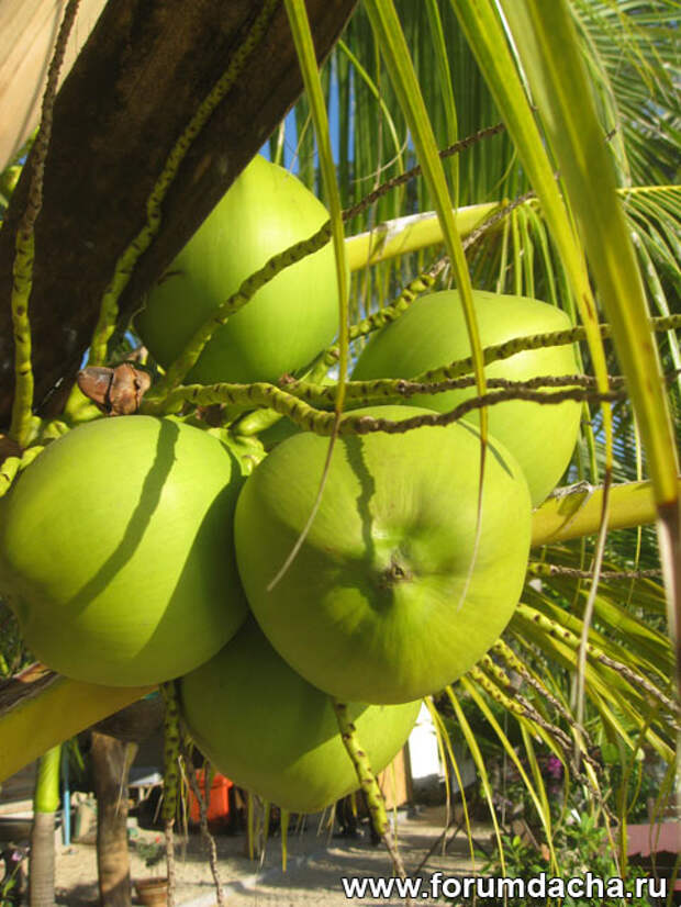 кокос на пальме