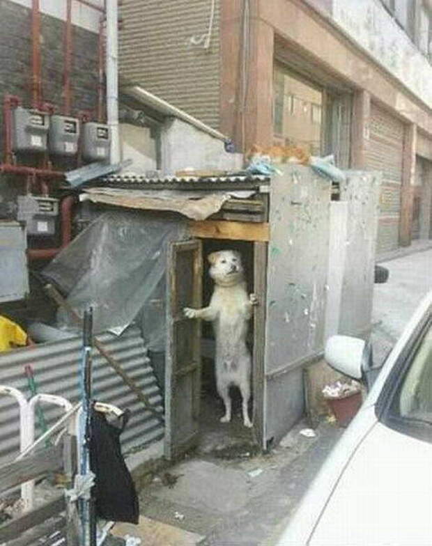 Собаки барабаки